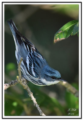 Cerulean Warbler