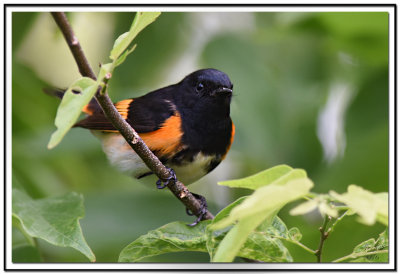 American Redstart