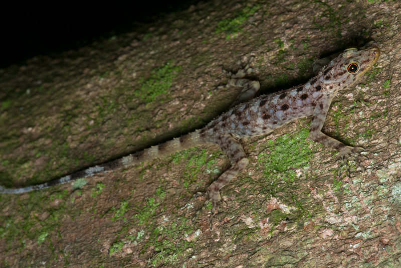 Kendalls Rock Gecko