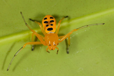 8 Spotted Crab Spider