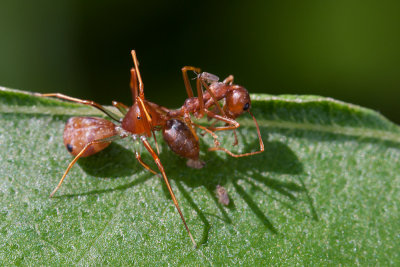 Ant-Mimicking Spider