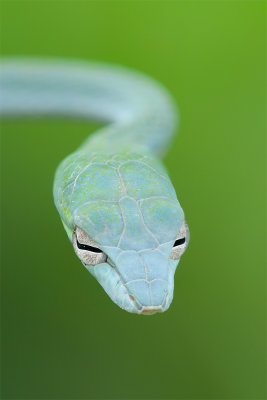 Oriental-Whip-Snake.jpg