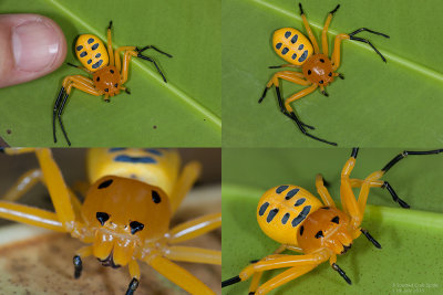 8 Spotted Crab Spider