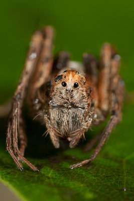 Lynx Spider.jpg