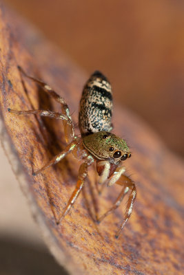 Cosmosphasis Jumping Spider