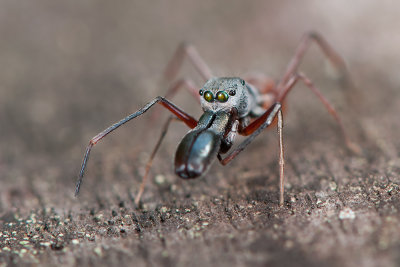 Ant-Mimicking Spider
