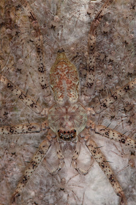 Huntsman with spiderlings