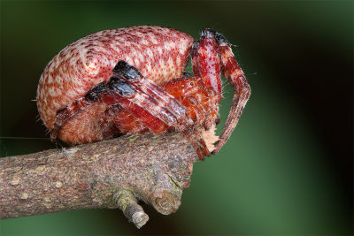 Red Tent Spider