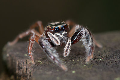 Bavia Jumping Spider