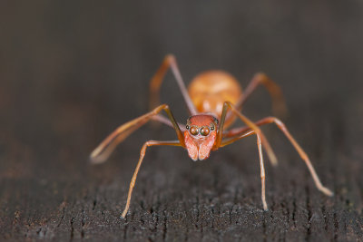 Ant-Mimicking Spider