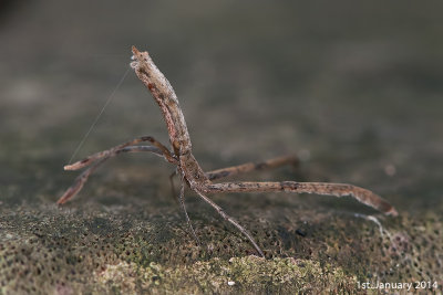 Twig-Like Feather-Legged Spider
