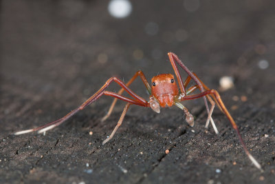 Ant-Mimicking Spider