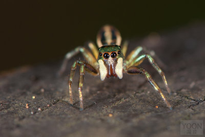 Cosmophasis Jumping Spider