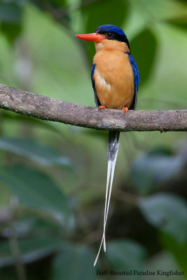 Buff-Breasted Paradise Kingfisher