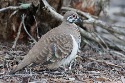 Squatter Pigeon