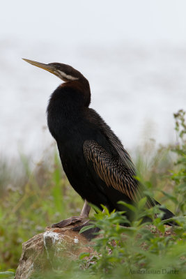 Australasian Darter