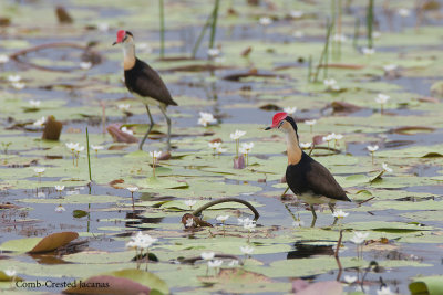 Comb-Crested Jacanas