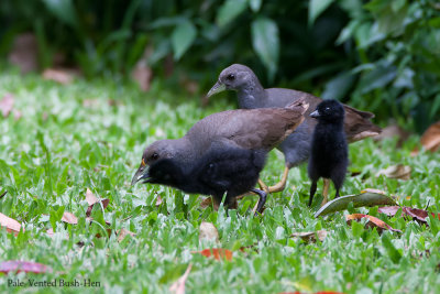 Family of Pale-Vented Bush-Hen