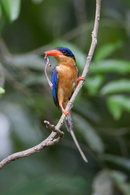 Buff-Breasted Paradise Kingfisher (Female)
