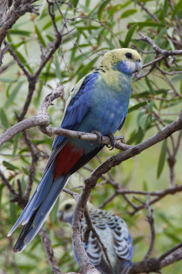 Pale-Headed Rosella