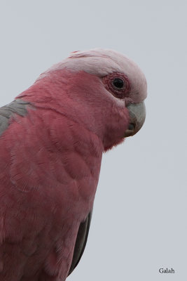 Galah