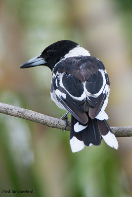 Australian Butcherbird