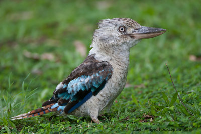 Blue-Winged Kookaburra