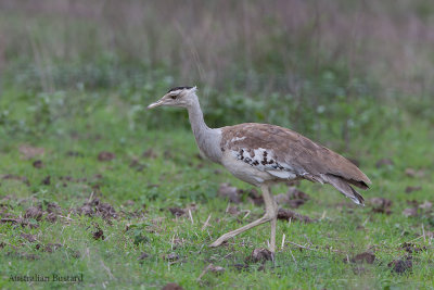 Australian Bustard