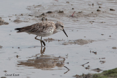 Great Knot