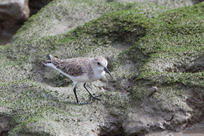 Red-Necked Stint