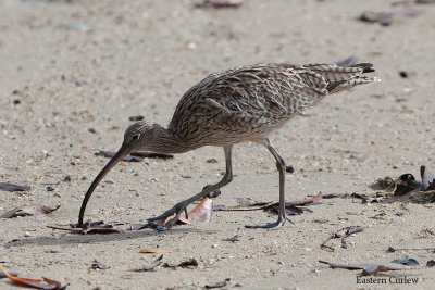 Eastern Curlew