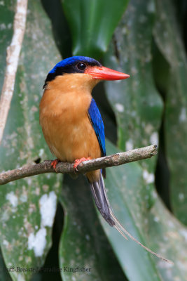 Buff-Breasted Paradise Kingfisher (Female)