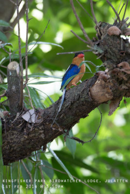 Buff-Breasted Paradise Kingfisher