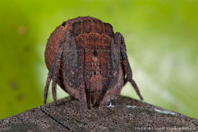 Tree-Stump-Spider.jpg