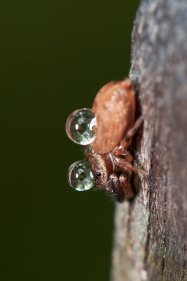 Jumping Spider