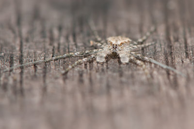 Two-Tailed Spider