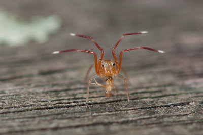 Ant-Mimicking Spider