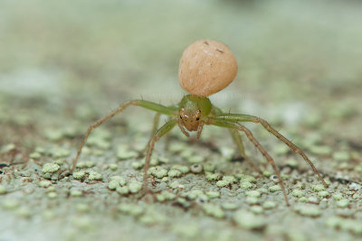 Crab Spider