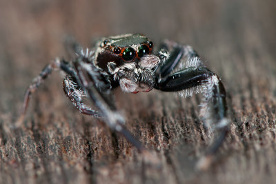 Jumping (Fighting) Spider