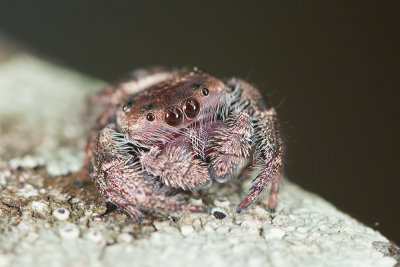 Mangrove Jumper