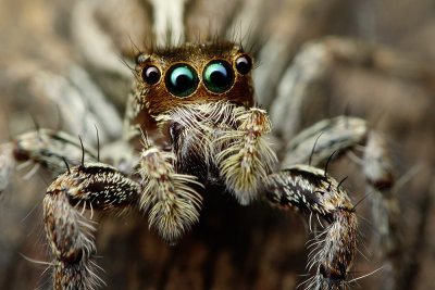 Jumping Spider