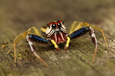 Painted Face Orange Jumper