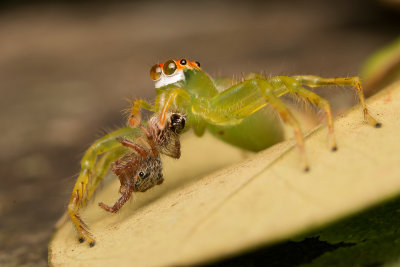 Jumper Eating Jumper