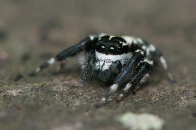 Carrhotus Jumping Spider