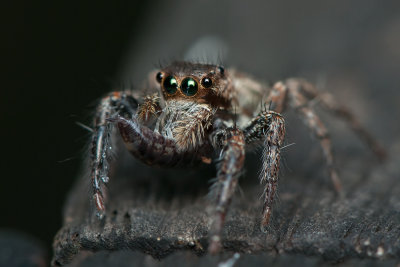 Jumping  Spider