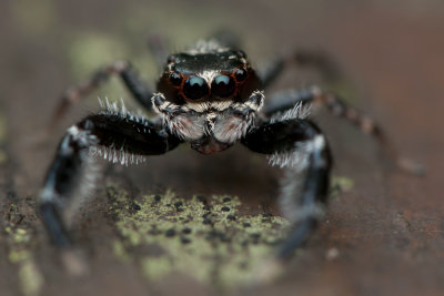 Fighting (Jumping) Spider