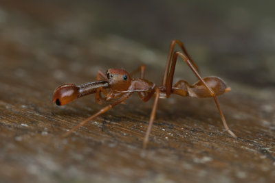 Ant-Like Jumping Spider