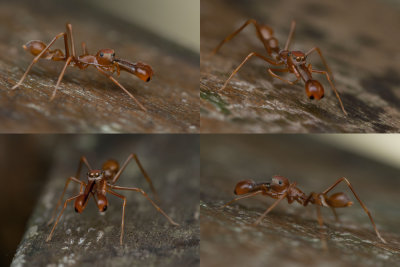 Ant-Like-Jumper.jpg