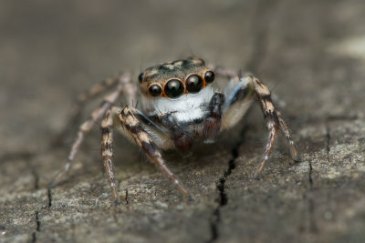 Double Striped Carrhotus Jumping Spider
