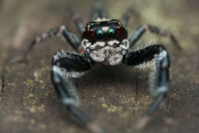 Bavia Jumping Spider